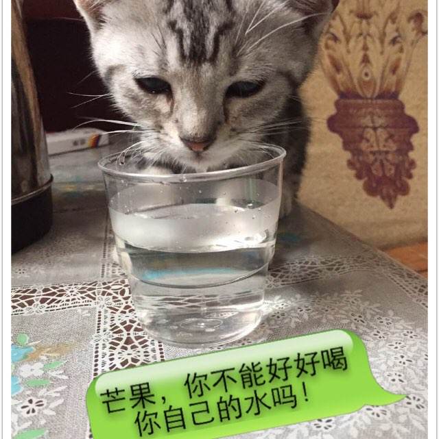 瓦萨学院diploma购买